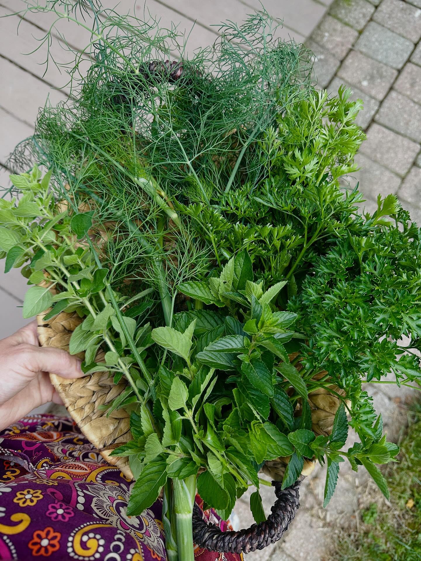Number One reason for having a garden - fresh herbs! I use them a lot in my cooking and there’s nothing like picking them fresh! 

#kitchengarden #gardening #herbgarden